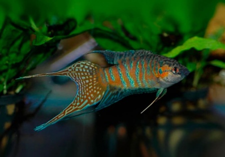 Макропод обыкновенный (Macropodus-opercularis)