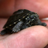 Черепаха Мускусная (Sternotherus odoratus)