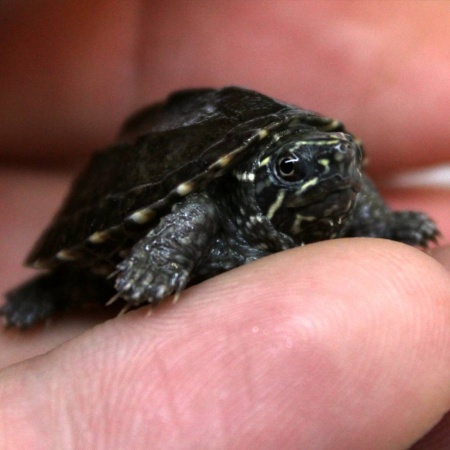 Черепаха Мускусная (Sternotherus odoratus)
