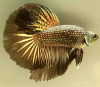 Петушок Халф Мун черное золото двухвостый  самец (betta halfmoon male dubletail-black-gold)