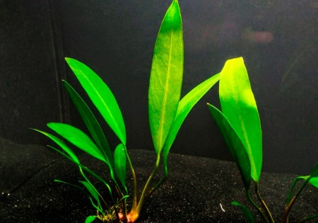 Анубиас ланцетовидный лансеолата копьевидный (Anubias lanceolata)