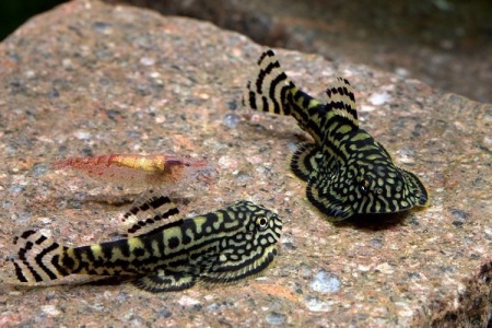 Гастромизон Пунктулатус псевдоскат , (Gastromyzon punctulatus)