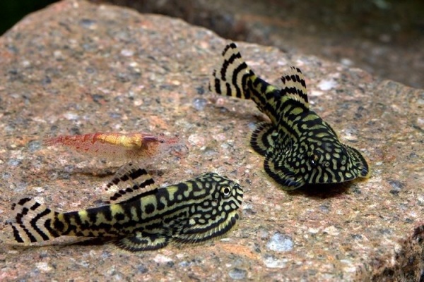 Гастромизон Пунктулатус псевдоскат , (Gastromyzon punctulatus)