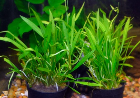 Эхинодорус нежный травянистый (Echinodorus tenellus)