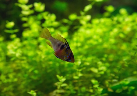 Цихлида Апистограмма Рамирези (apistogramma ramirezi) 3 см