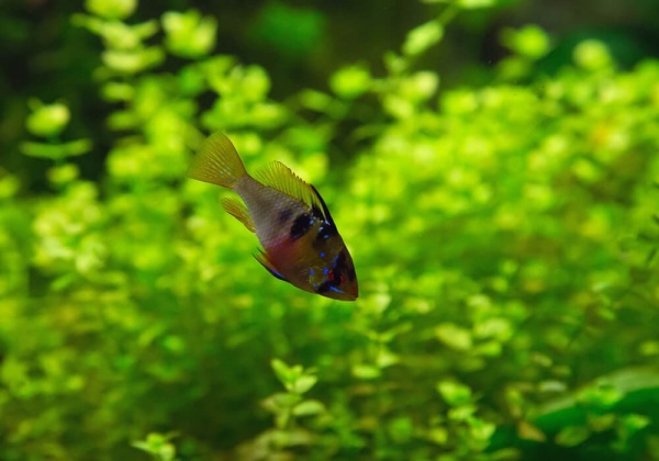 Цихлида Апистограмма Рамирези (apistogramma ramirezi) 3 см
