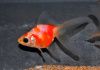 Риукин сакура короткохвостый (Goldfish Ryu1