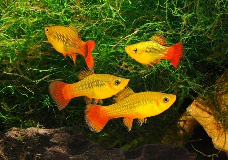 Пецилия пестрая радужная (Xiphophorus variatus sunset rainbow Platy)