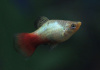 Пецилия голубой корал (Xiphophorus maculatus Blue Coral Platy)