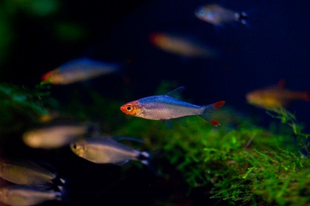 Расбора Савбва или Красноносая расбора (Sawbwa resplendens)