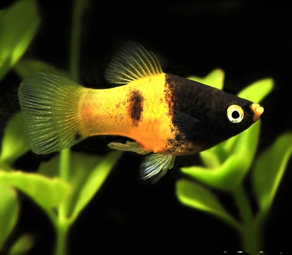 Пецилия пчелка (Xiphophorus maculatus Bumble bee Platy)