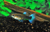 Гуппи синий неон (Poecilia reticulata neon blue)