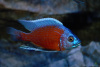 Цихлида Копадихромис Каданго (Copadichromis borleyi «Kadango»)