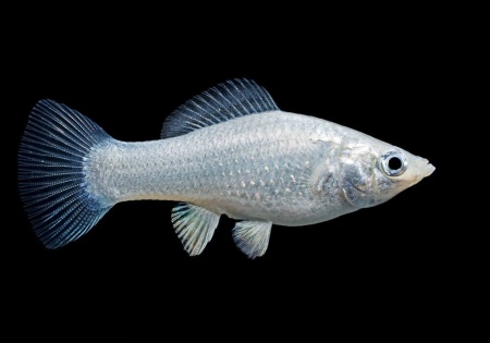 Моллинезия снежинка сербристая (Poecilia latipinna Silver Molly)