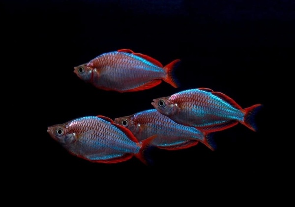 Радужница Неоновая (Melanotaenia Praecox)