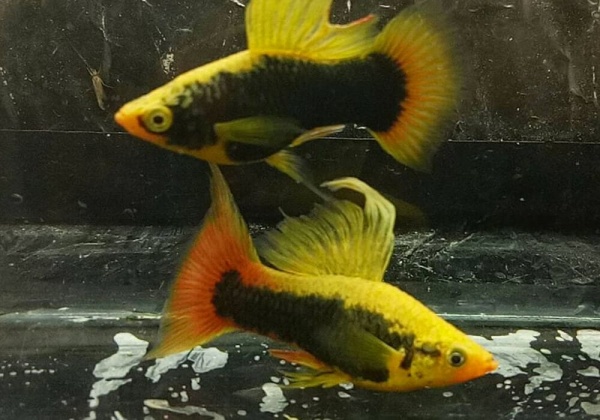 Пецилия черная высокоплавничная (Xiphophorus variatus Black hifin Platy)
