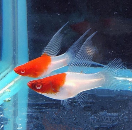 Меченосец Кохаку (Xiphophorus helleri Koi Kohaku) Санта Клаус