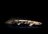 Полиптерус Эндлихера (Polypterus endlicheri) 5-7 см