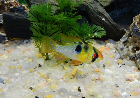 Цихлида Апистограмма Рамирези (apistogramma ramirezi) 3 см