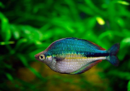 Радужница Озерная Меланотения Бирюзовая (Melanotaenia lacustris)