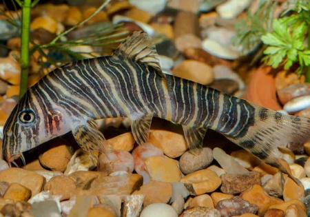 Боция Стриата полосатая (Botia striata) 5 см