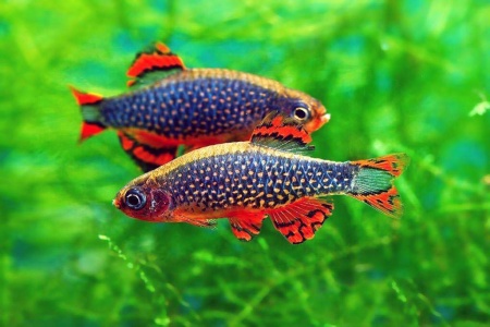 Микрорасбора галактика (Danio margaritatus) 1,1-1,23 см 