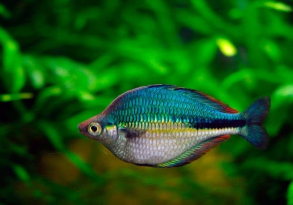 Радужница Озерная Меланотения Бирюзовая (Melanotaenia lacustris)