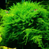 Мох рождественский - крисмас (Christmas Moss, Vesicularia montagnei)