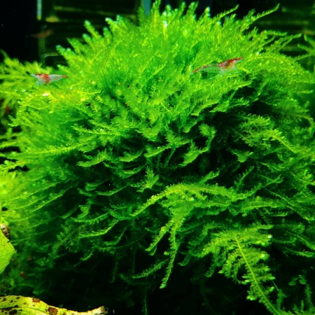 Мох рождественский - крисмас (Christmas Moss, Vesicularia montagnei)