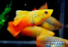Пецилия пестрая радужная высокоплавничная (Xiphophorus variatus sunset rainbow hai-fin Platy)