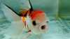 Оранда ситцевая  (Goldfish Oranda calico)