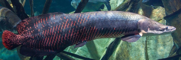 Арапаима гигантская (лат. Arapaima gigas) 10-15 см (малек)