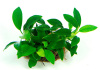 Анубиас Нана бонсай (Anubias nana bonsai)