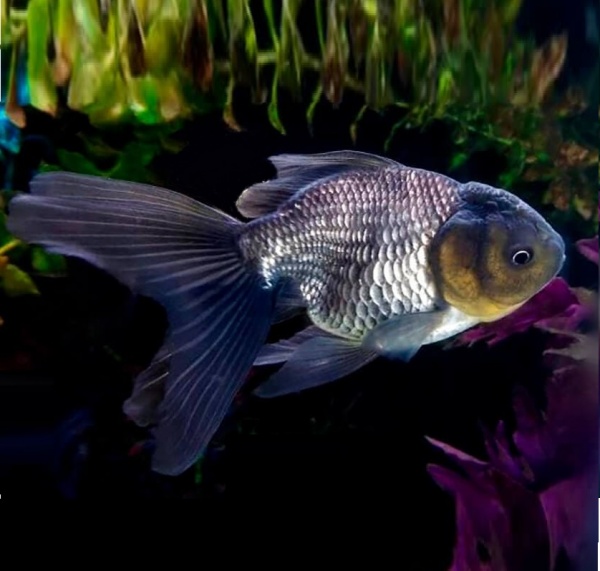 Оранда голубая (Goldfish Oranda blue)
