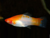 Меченосец Кохаку (Xiphophorus helleri Koi Kohaku) Санта Клаус
