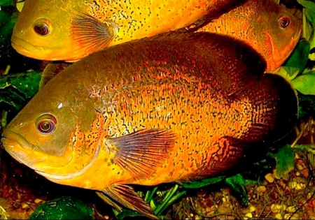 Цихлида Астронотус ореховый 5-6 см (Astronotus Ocellatus)