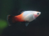 Пецилия триколор (Xiphophorus maculatus Showa Tricolor Platy)