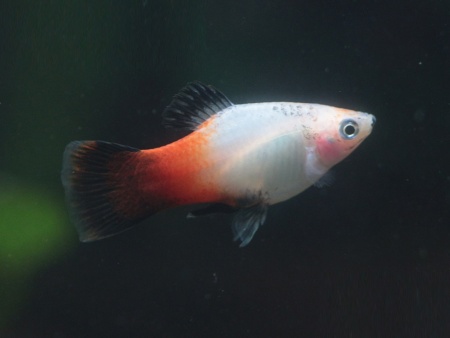 Пецилия триколор (Xiphophorus maculatus Showa Tricolor Platy)