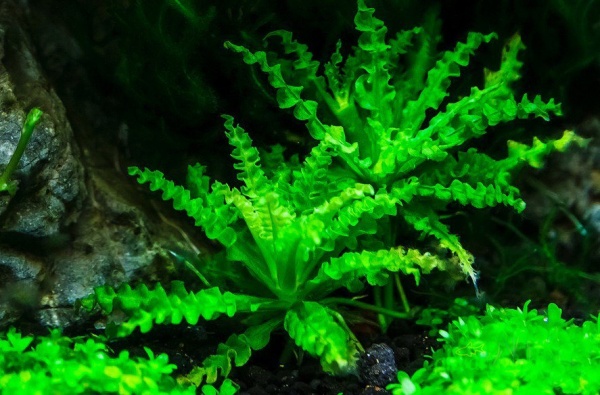 Погостемон Хелфера (Pogostemon helferi )