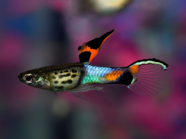 Гуппи Эндлера голубой змей (Guppy) Самец