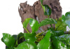 Анубиас Бартера карликовый (Anubias barteri var nana)