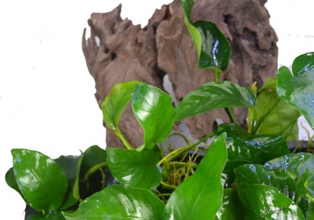 Анубиас Бартера карликовый (Anubias barteri var nana)
