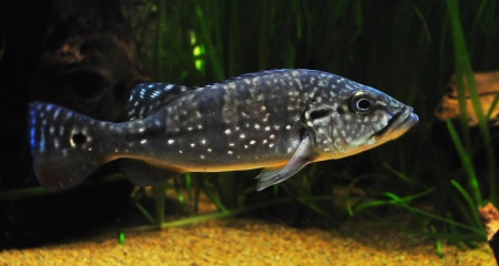 ЦИХЛА АЗУЛ  (Cichla Azul piquiti) 4-4,5 см