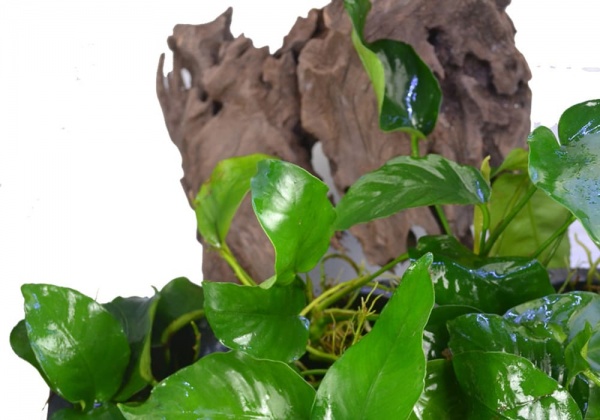 Анубиас Бартера карликовый (Anubias barteri var nana)