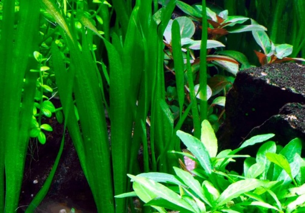 Валлиснерия малая американская натанс (Vallisneria americana var.natans)