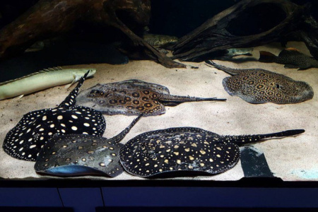 Скат Леопольди  (Potamotrygon leopoldi)