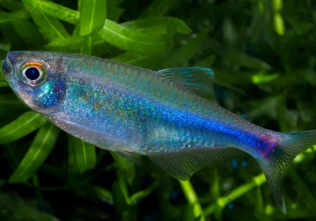 Боелка фредкоха или тетра голубая (Boehlkea fredcochui. Blue Tetra)