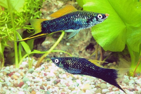 Меченосец Геллера черный (Xiphophorus helleri Black)