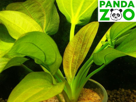 Echinodorus Harbich rot- Эхинодорус Харбик Красный E155