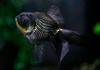 Оранда голубая (Goldfish Oranda blue)